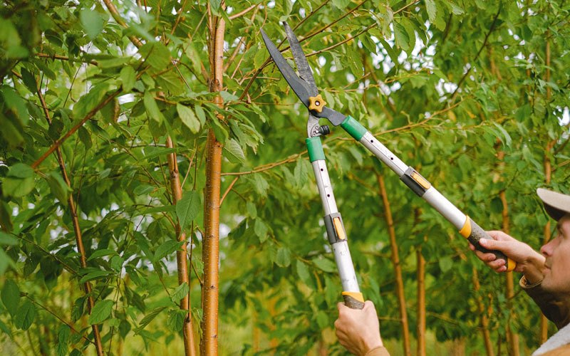Tree trimming in Nora Springs, IA